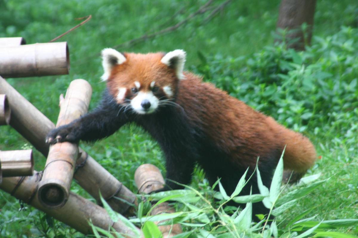 red panda giant panda research center chengdu red panda giant panda research center chengdu