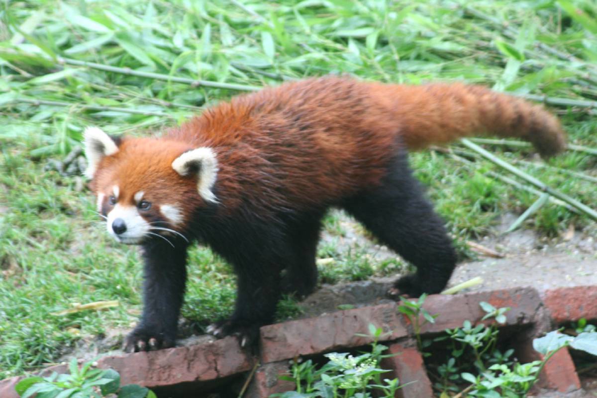 red panda giant panda research center chengdu red panda giant panda research center chengdu