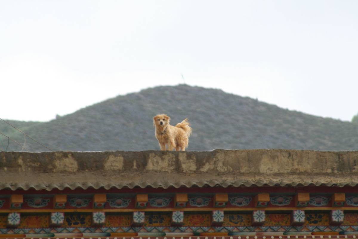 zhongdian monastary zhongdian monastary