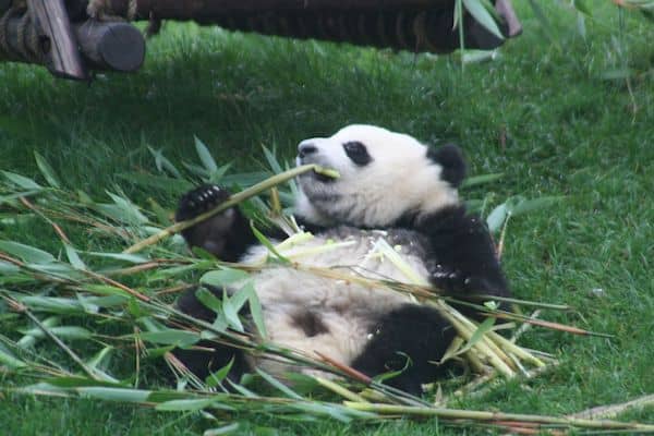 Panda Mania!