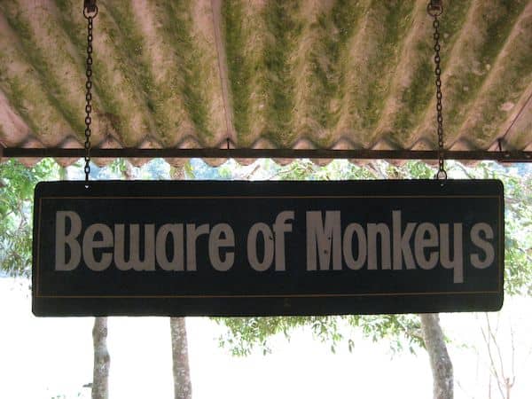 Beware of Monkeys!