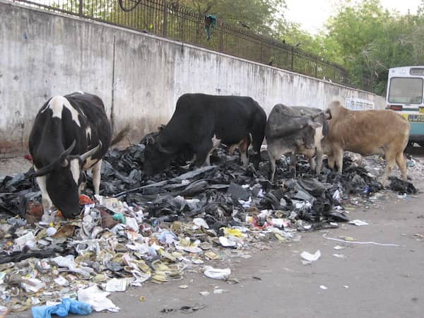 Beef Anyone