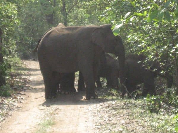 Elephant Safari Jim Corbett National Park