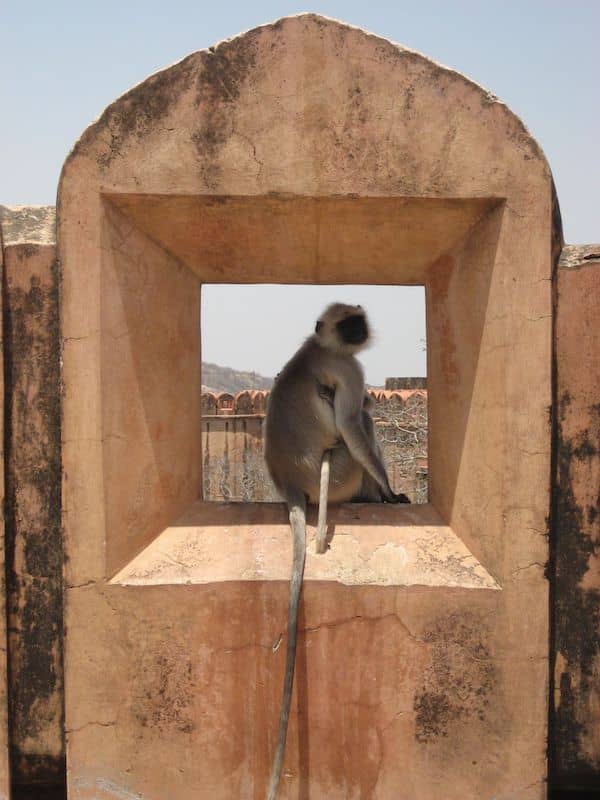 Monkeys at Jaigarh Fort