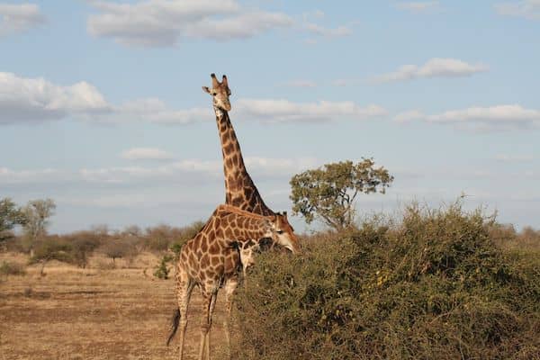 Giraffes!