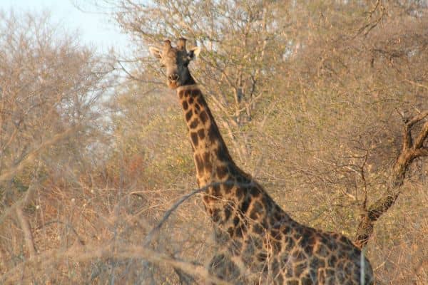 Hello Mr. Giraffe