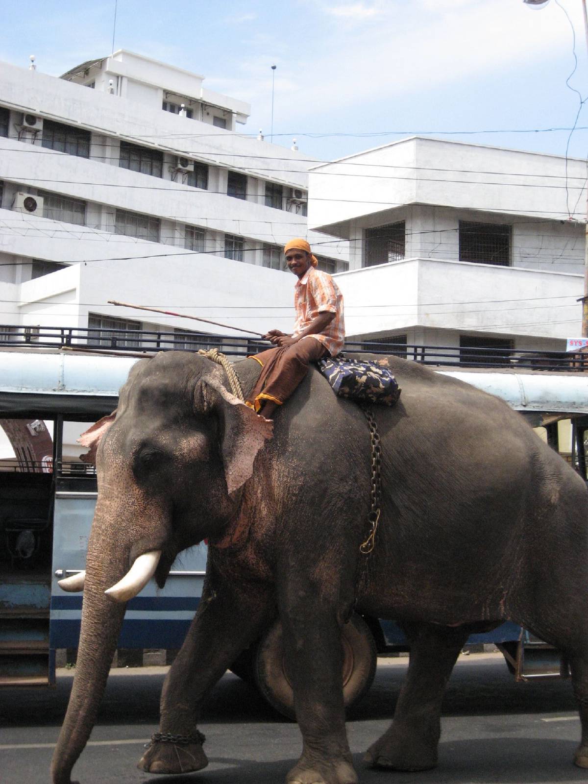 elephant in kollam elephant in kollam