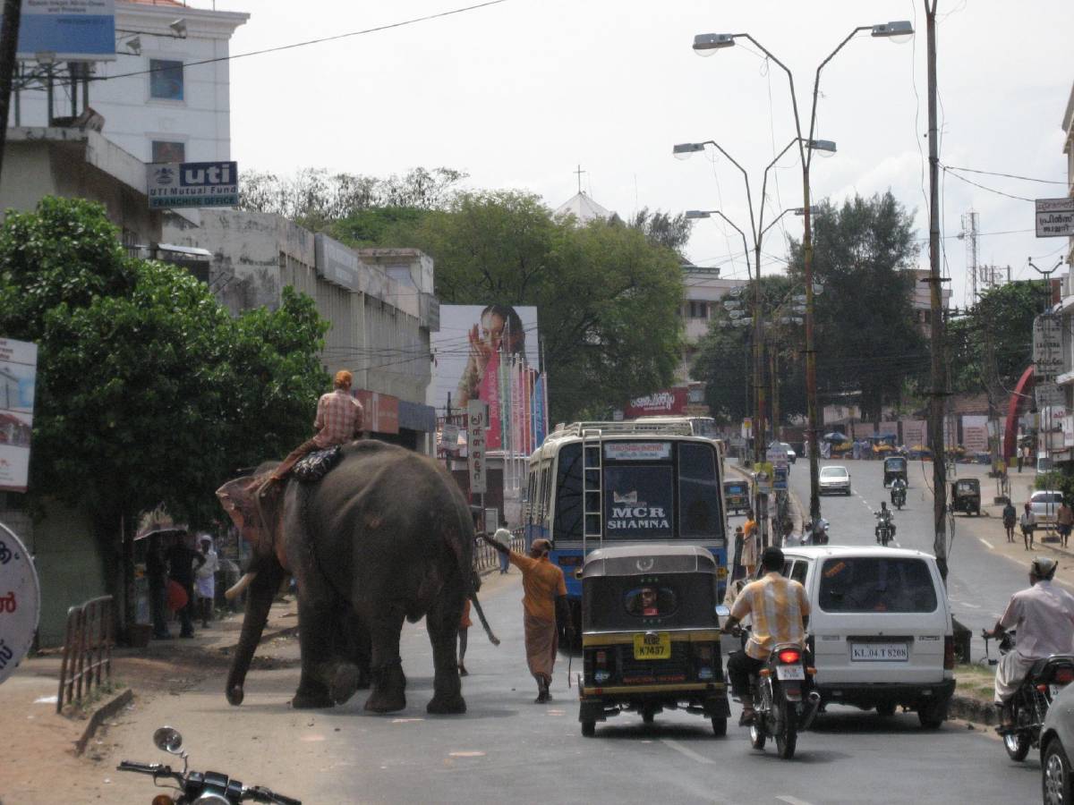 elephant in kollam elephant in kollam