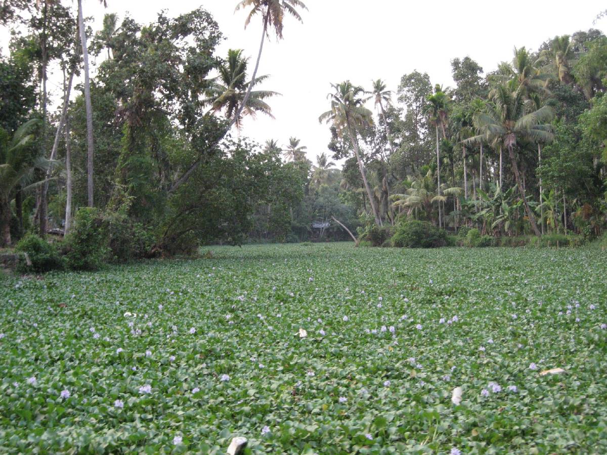 kerala backwaters kerala backwaters