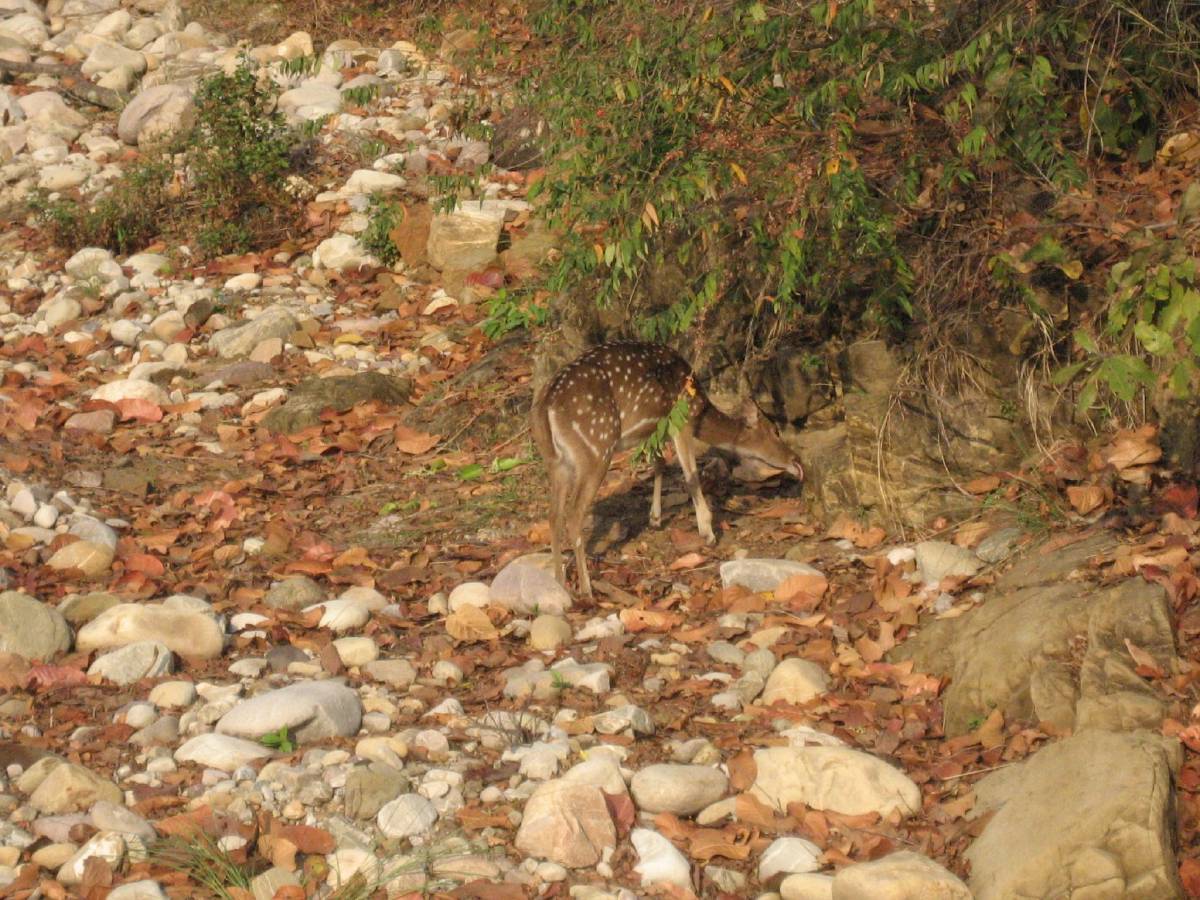 spotted deer spotted deer