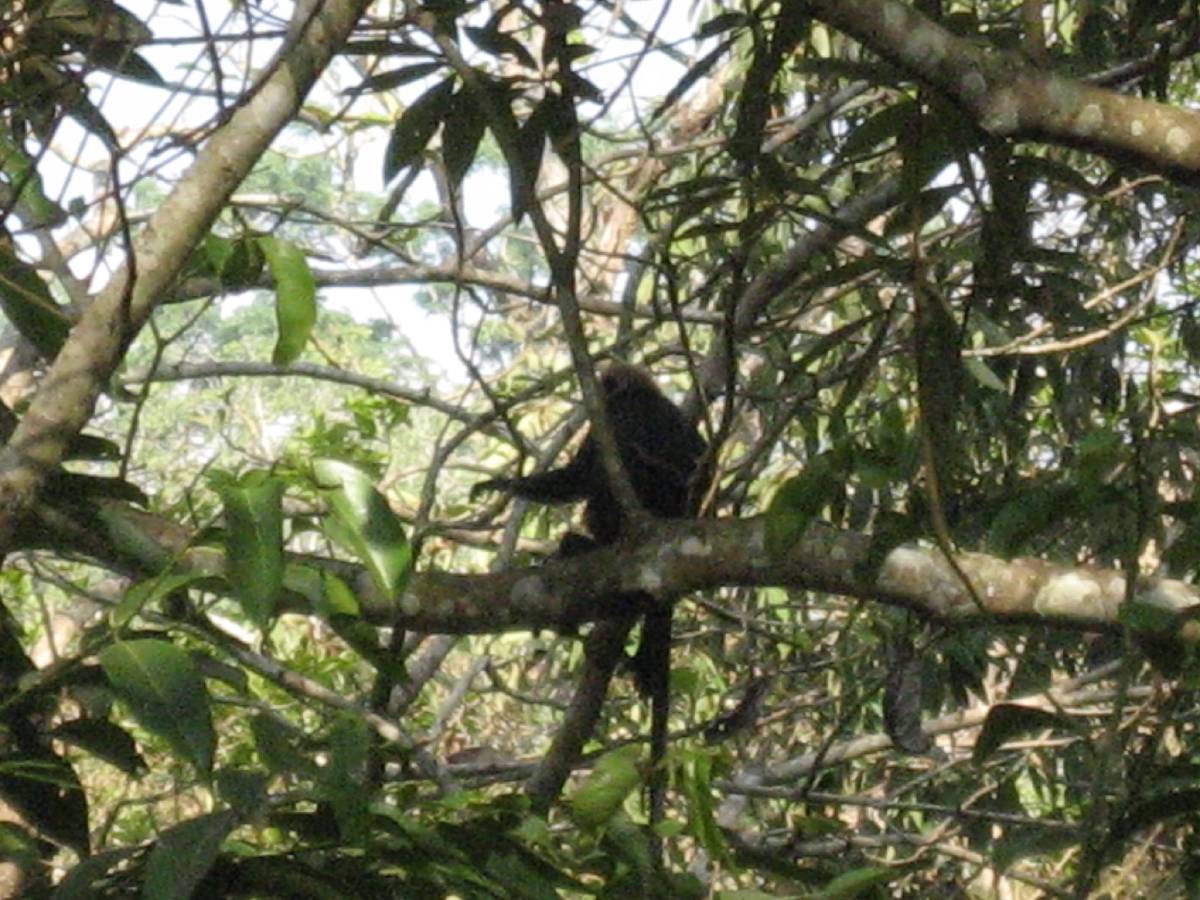 langur monkey langur monkey