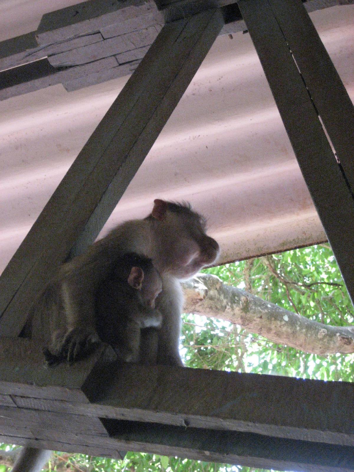 mama monkey with baby mama monkey with baby
