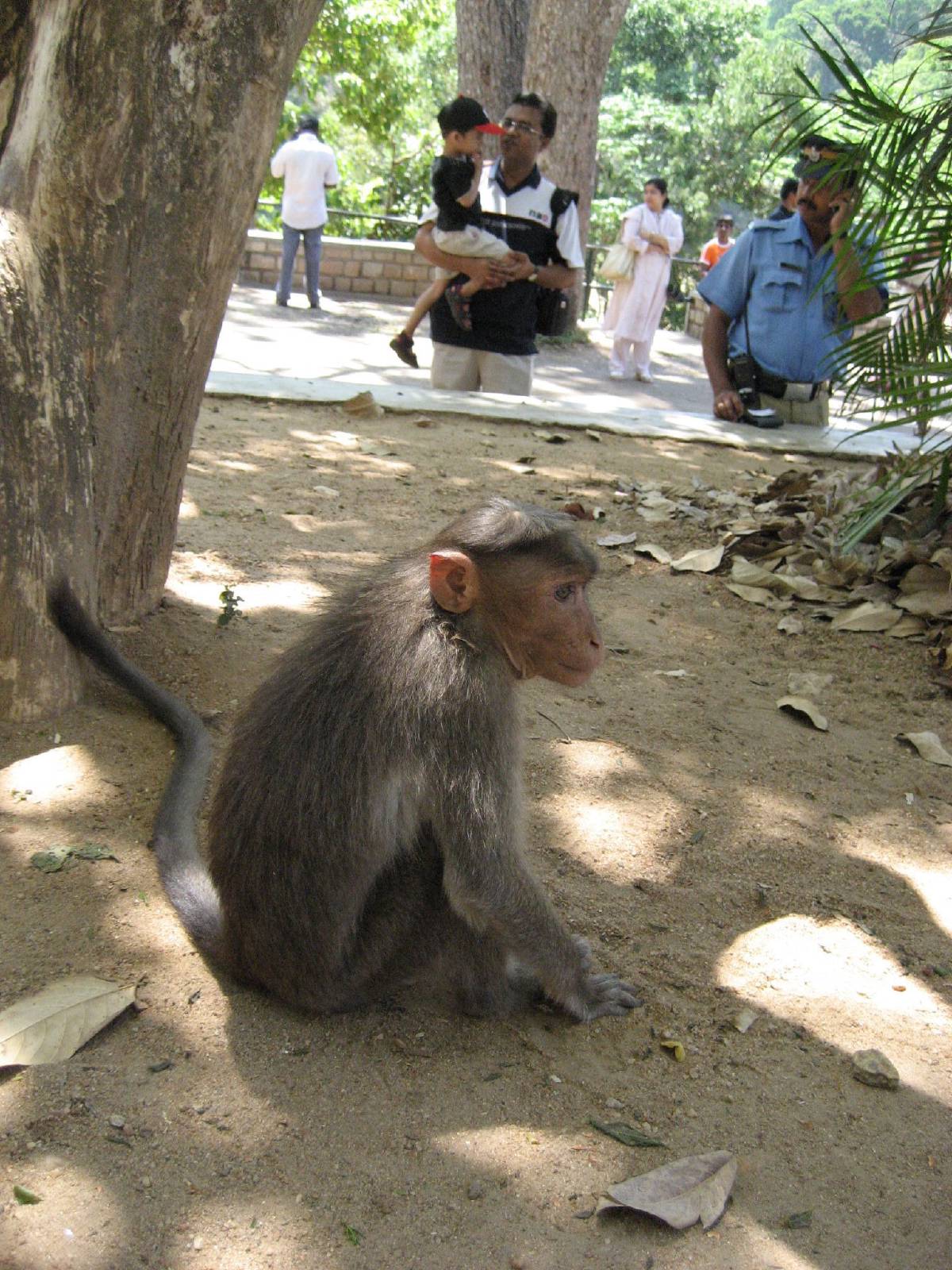 monkey looking for food monkey looking for food