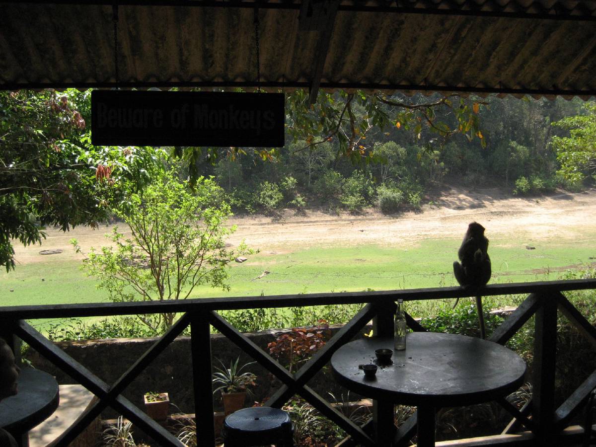 monkeys stealing breakfast monkeys stealing breakfast