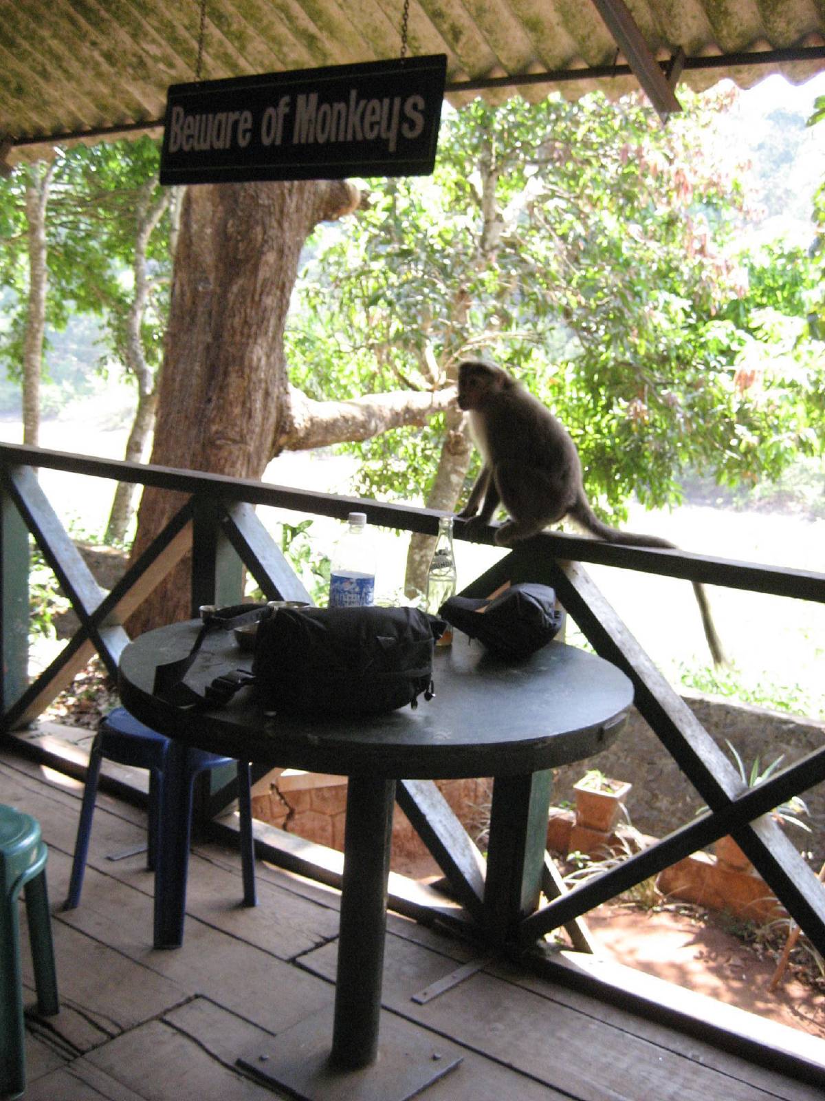 more monkey breakfast stealing more monkey breakfast stealing