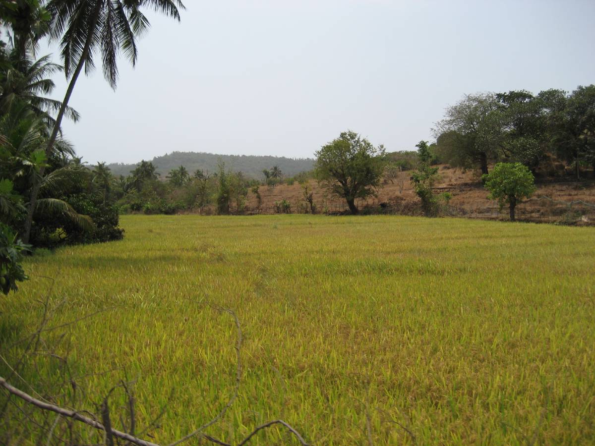 rice paddy rice paddy