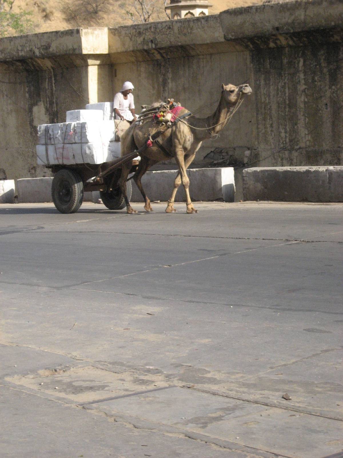 camel cart camel cart