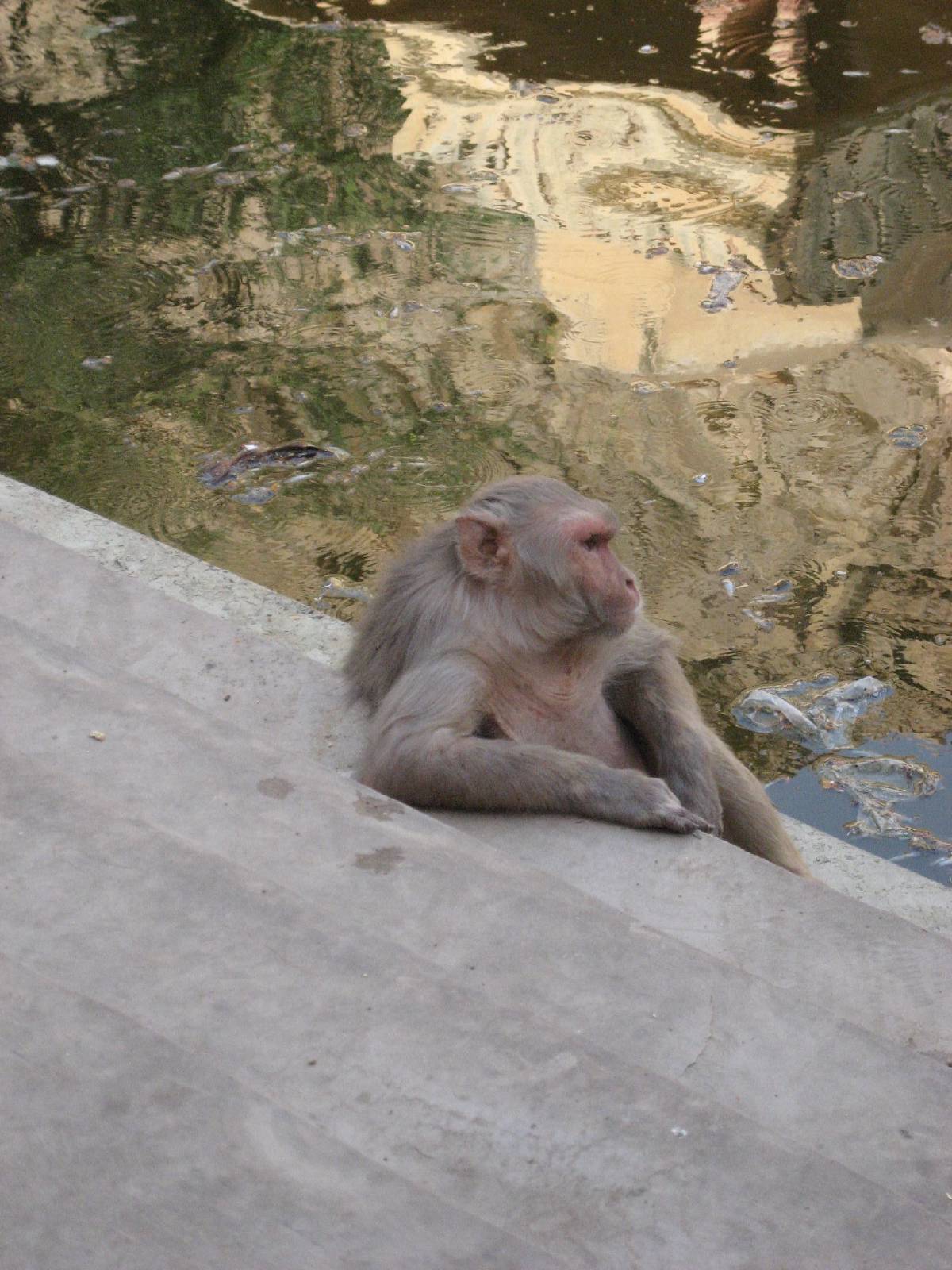loungin monkey loungin monkey