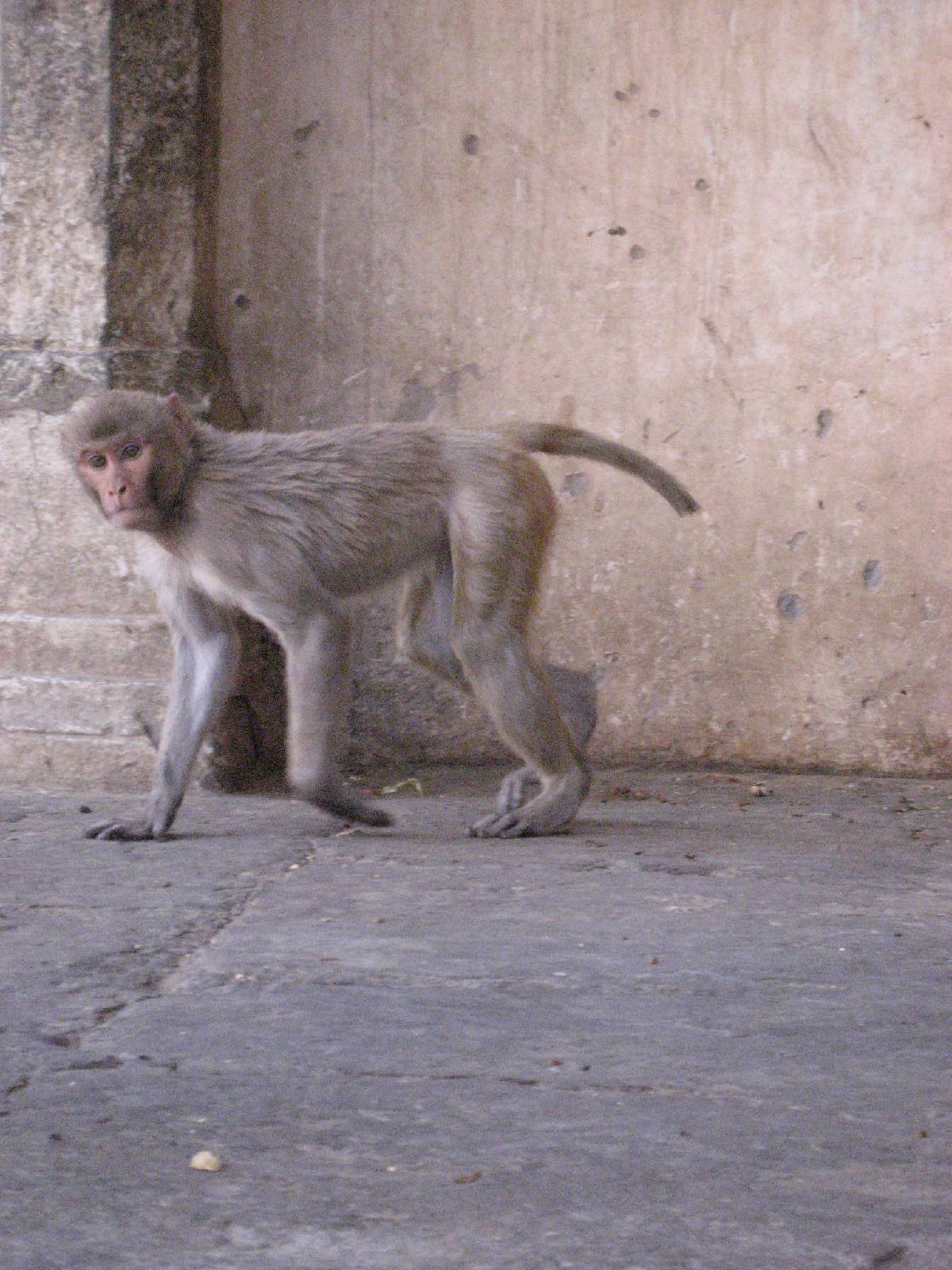 monkey temple monkey temple