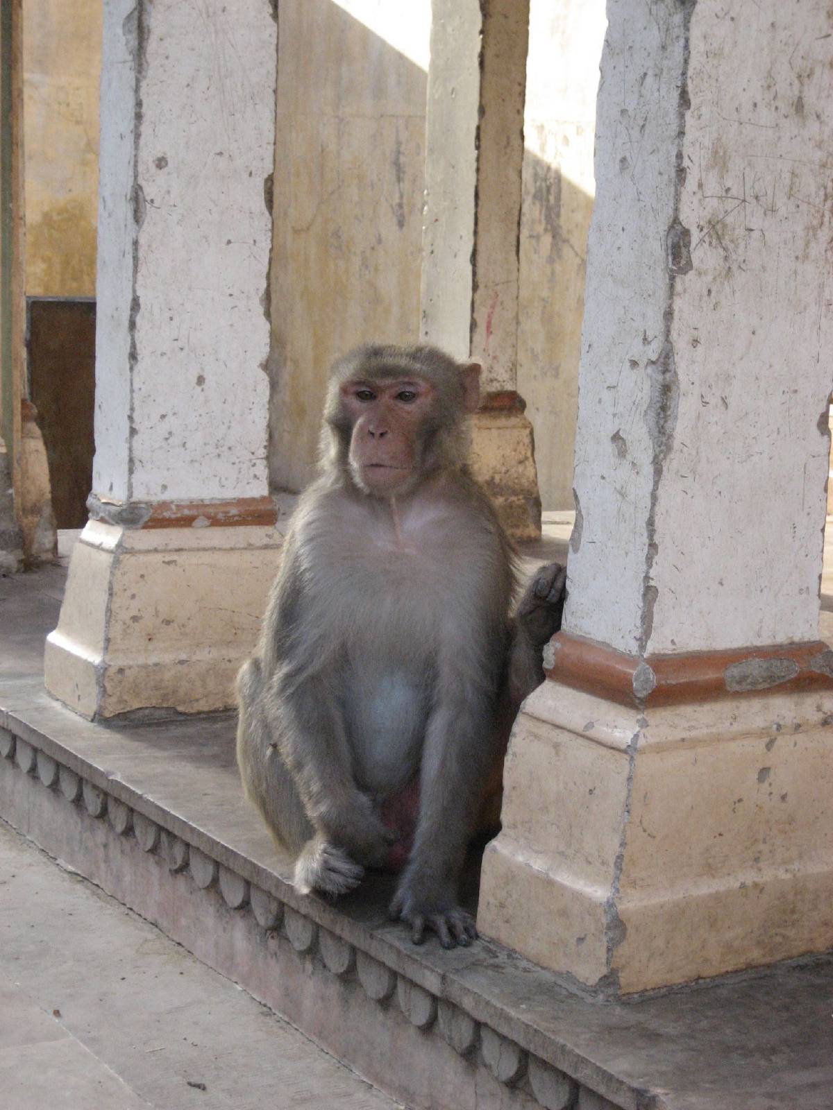monkey temple monkey temple