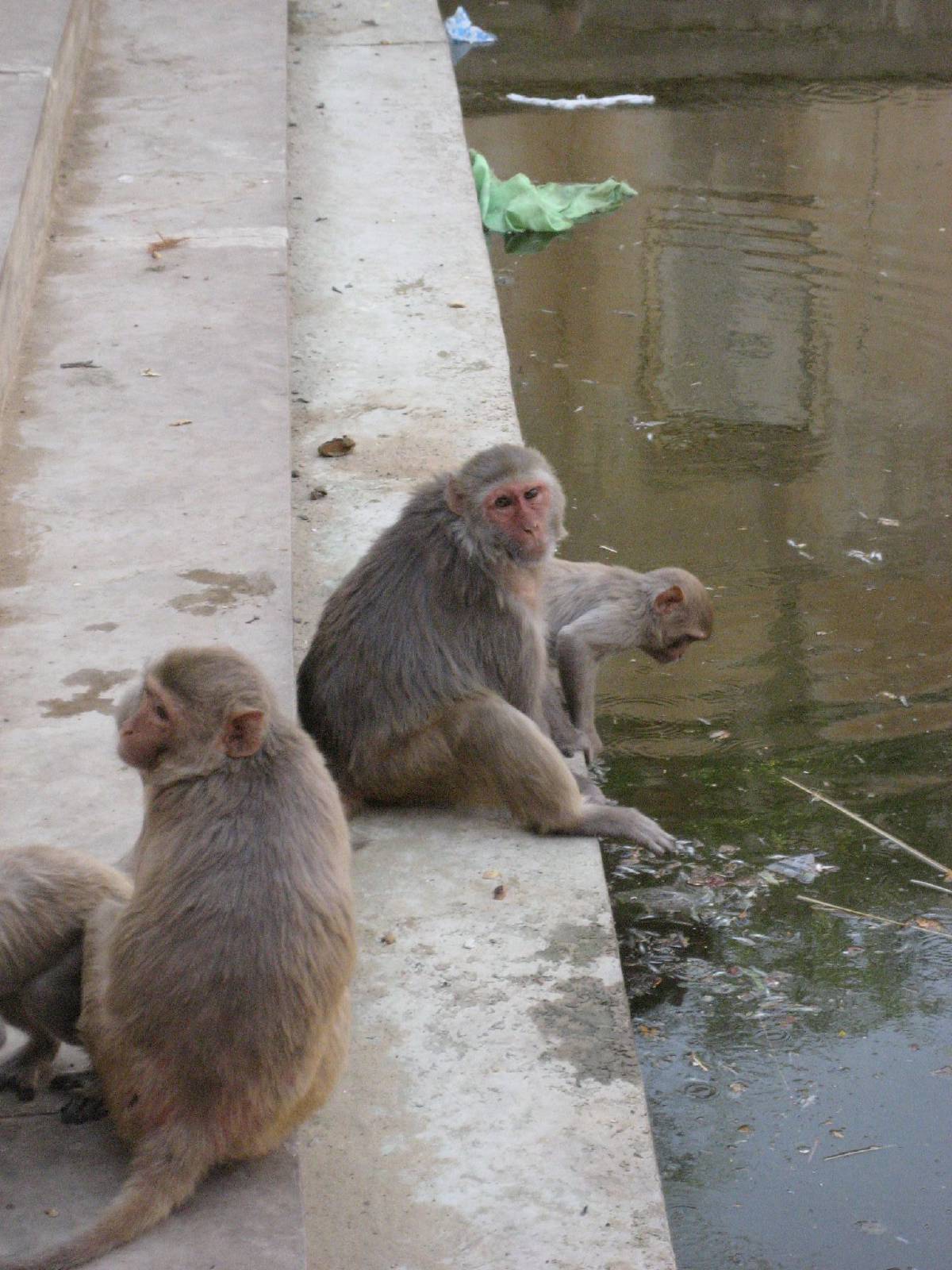 monkey temple monkey temple