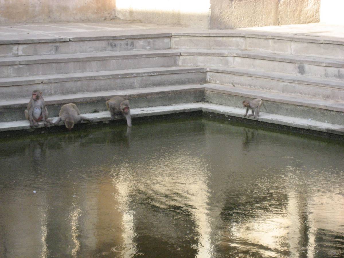 monkey temple monkey temple
