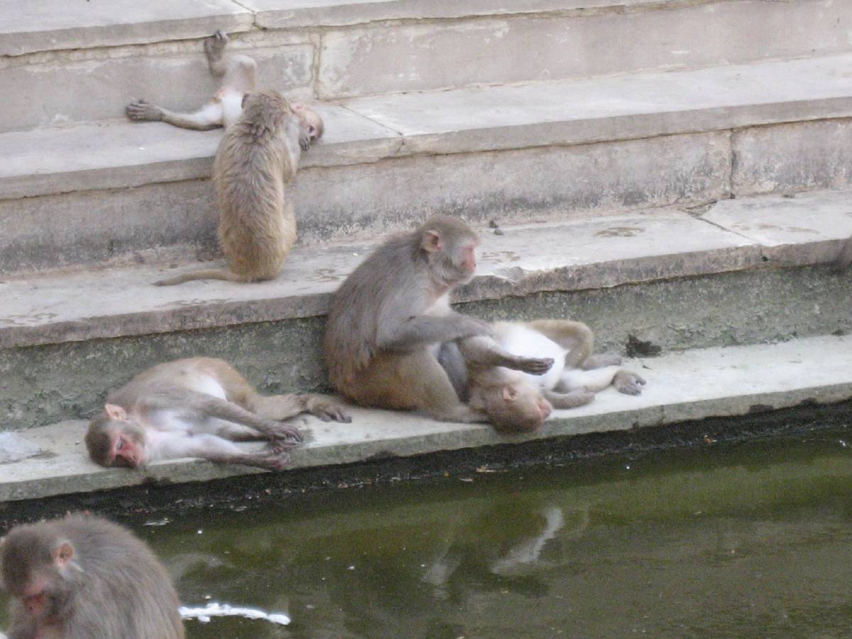 monkey temple monkey temple