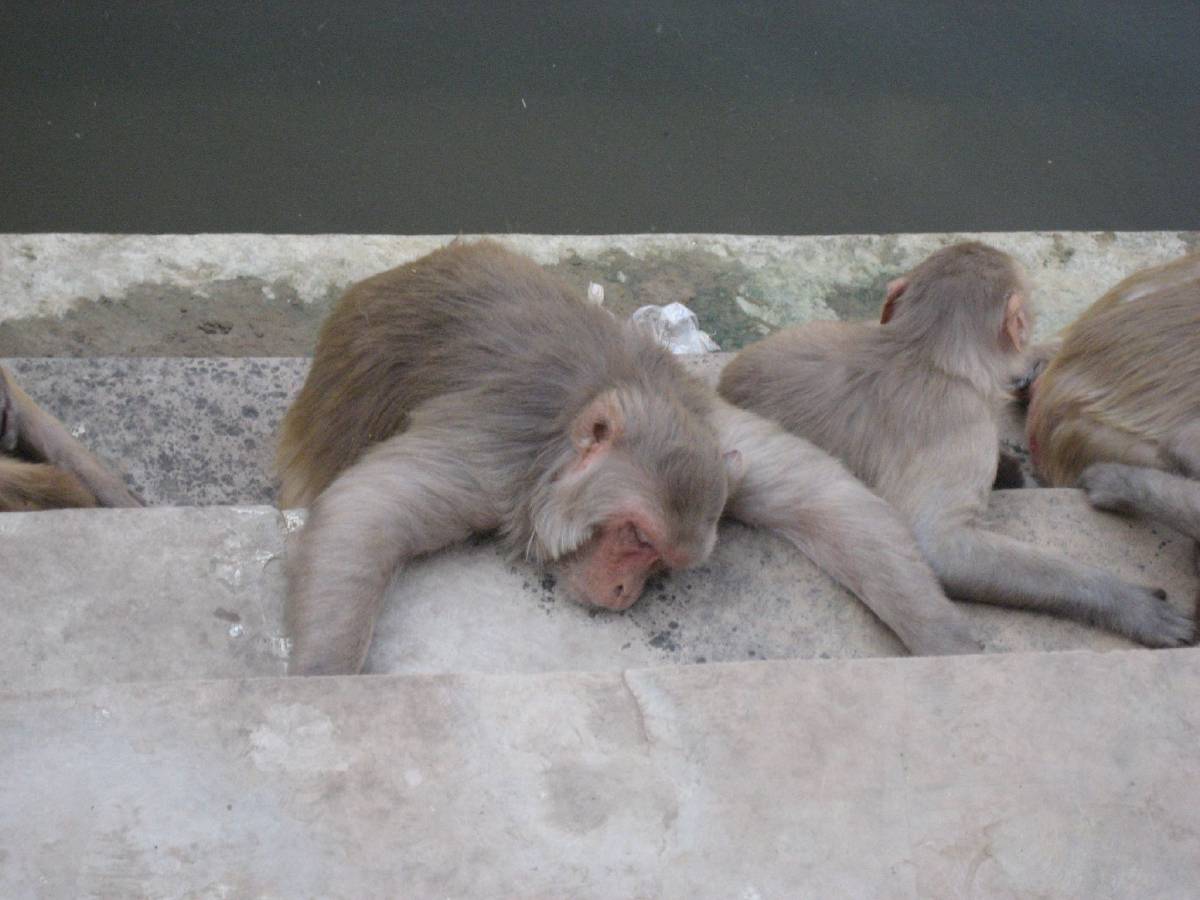 monkey temple monkey temple
