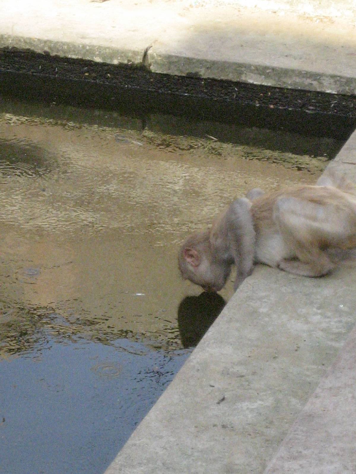 monkey temple monkey temple
