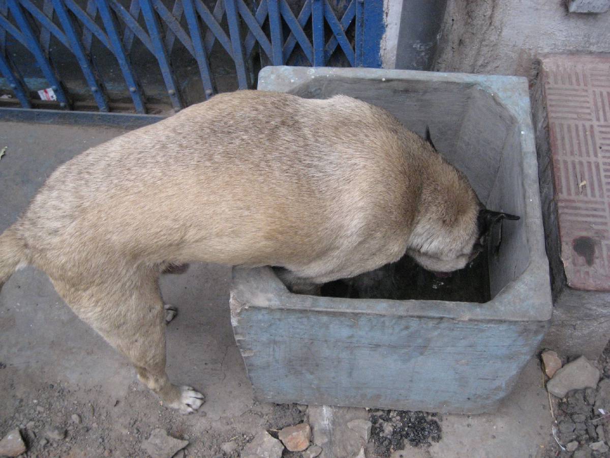 thirsty dog thirsty dog