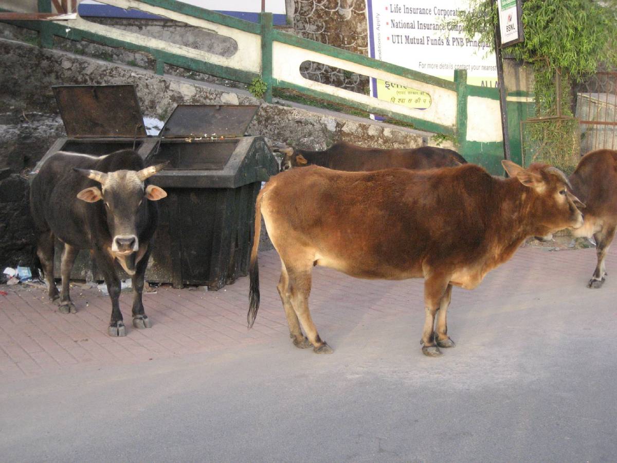 where did our trash go