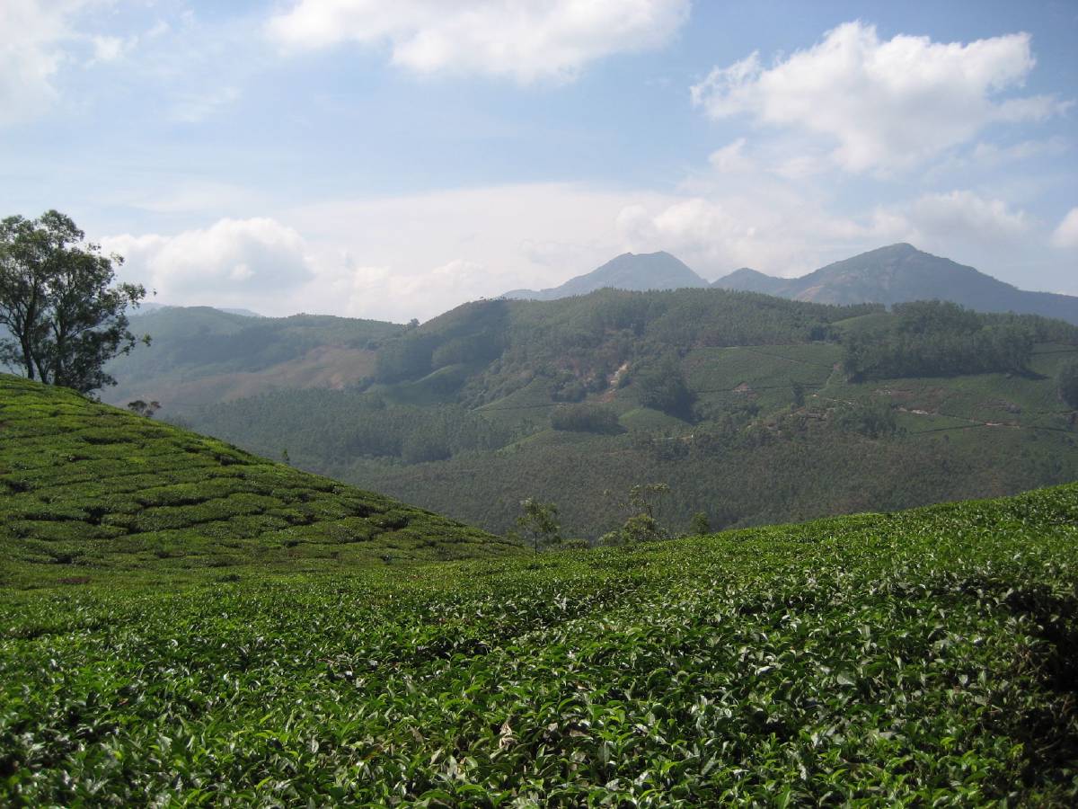 tea plantation munnar tea plantation munnar