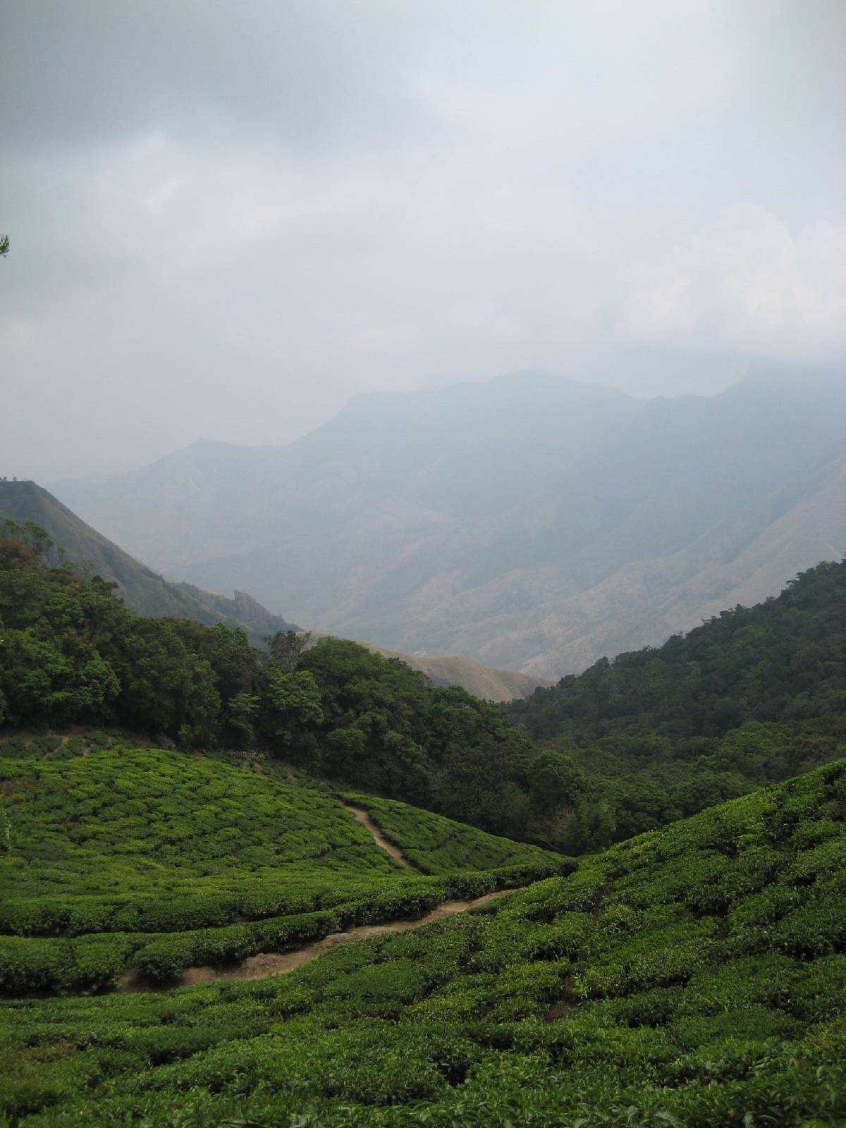 tea plantations near munnar tea plantations near munnar