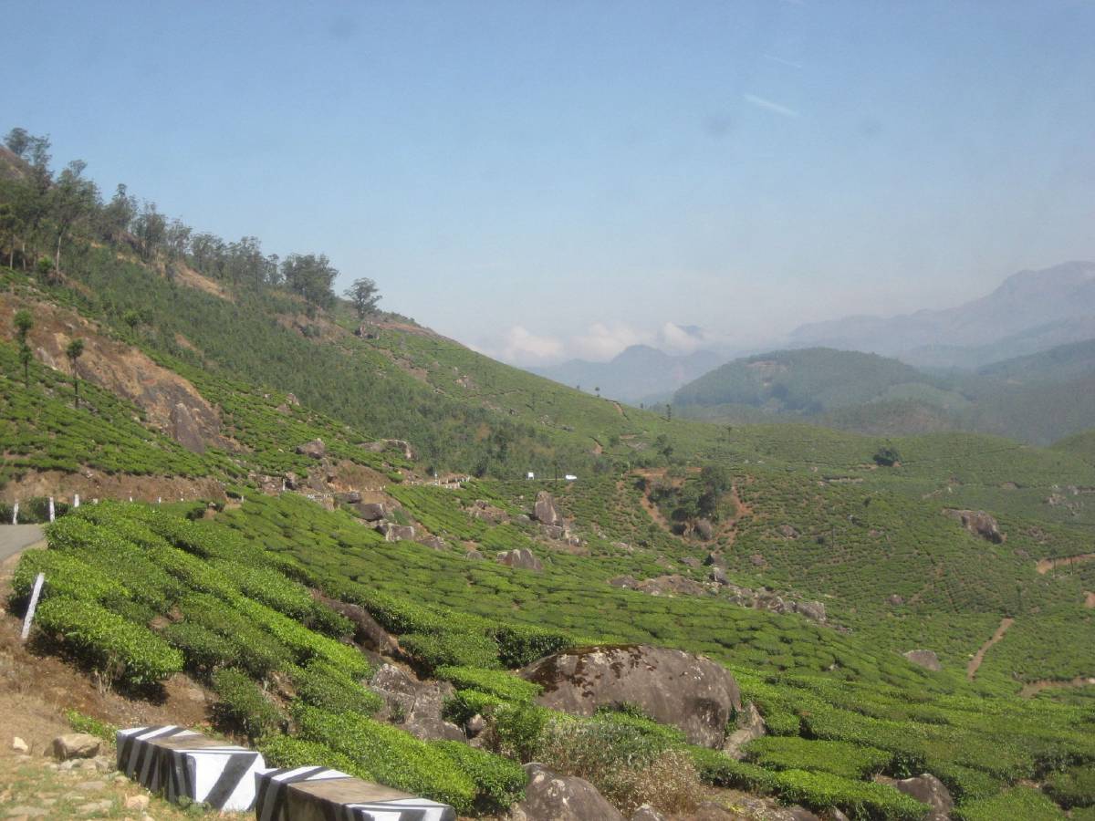 tea plantation munnar tea plantation munnar