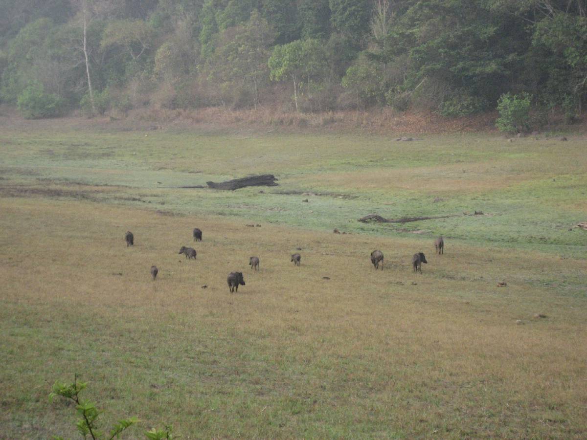 wild boar at periyar wild boar at periyar