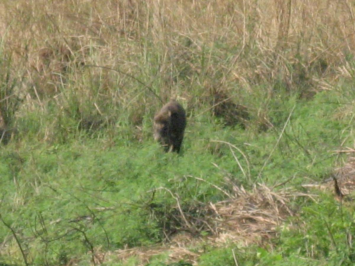 wild boar at periyar wild boar at periyar