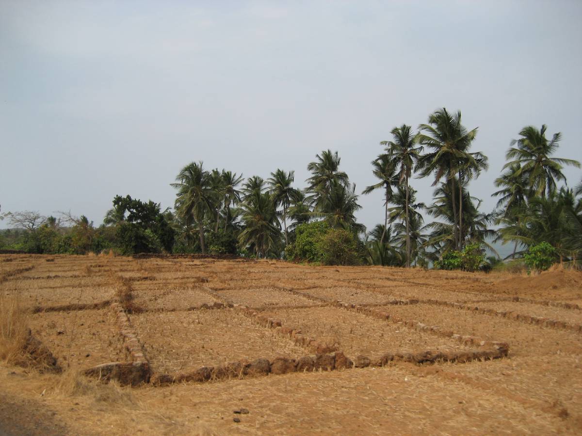old rice paddy old rice paddy