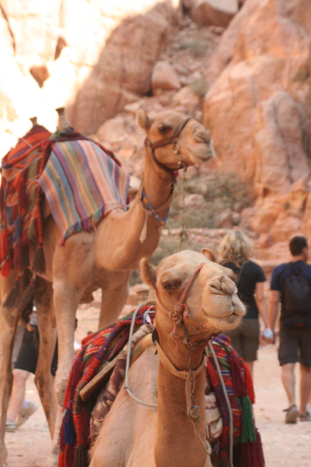 camels in petra camels in petra