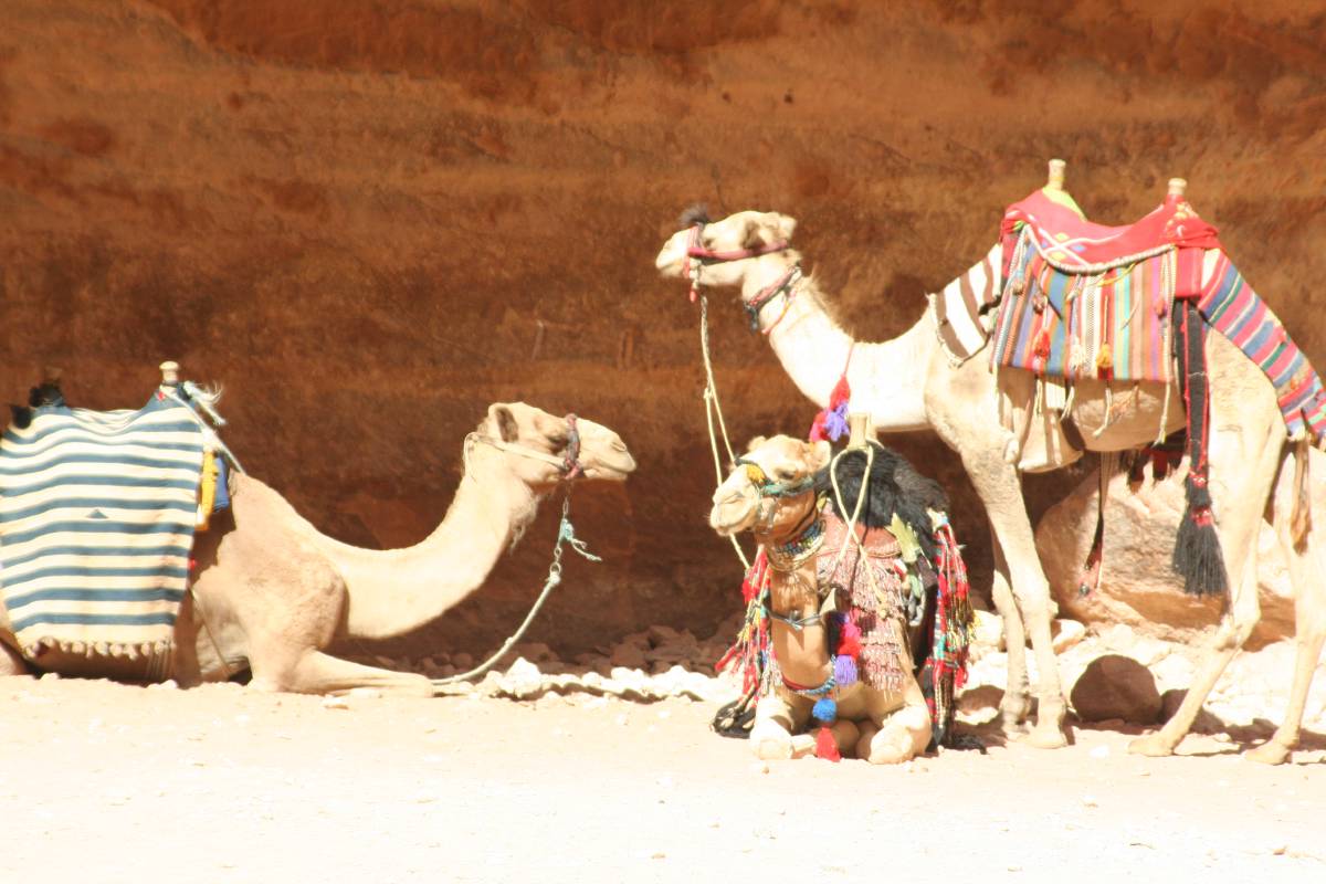camels in petra camels in petra