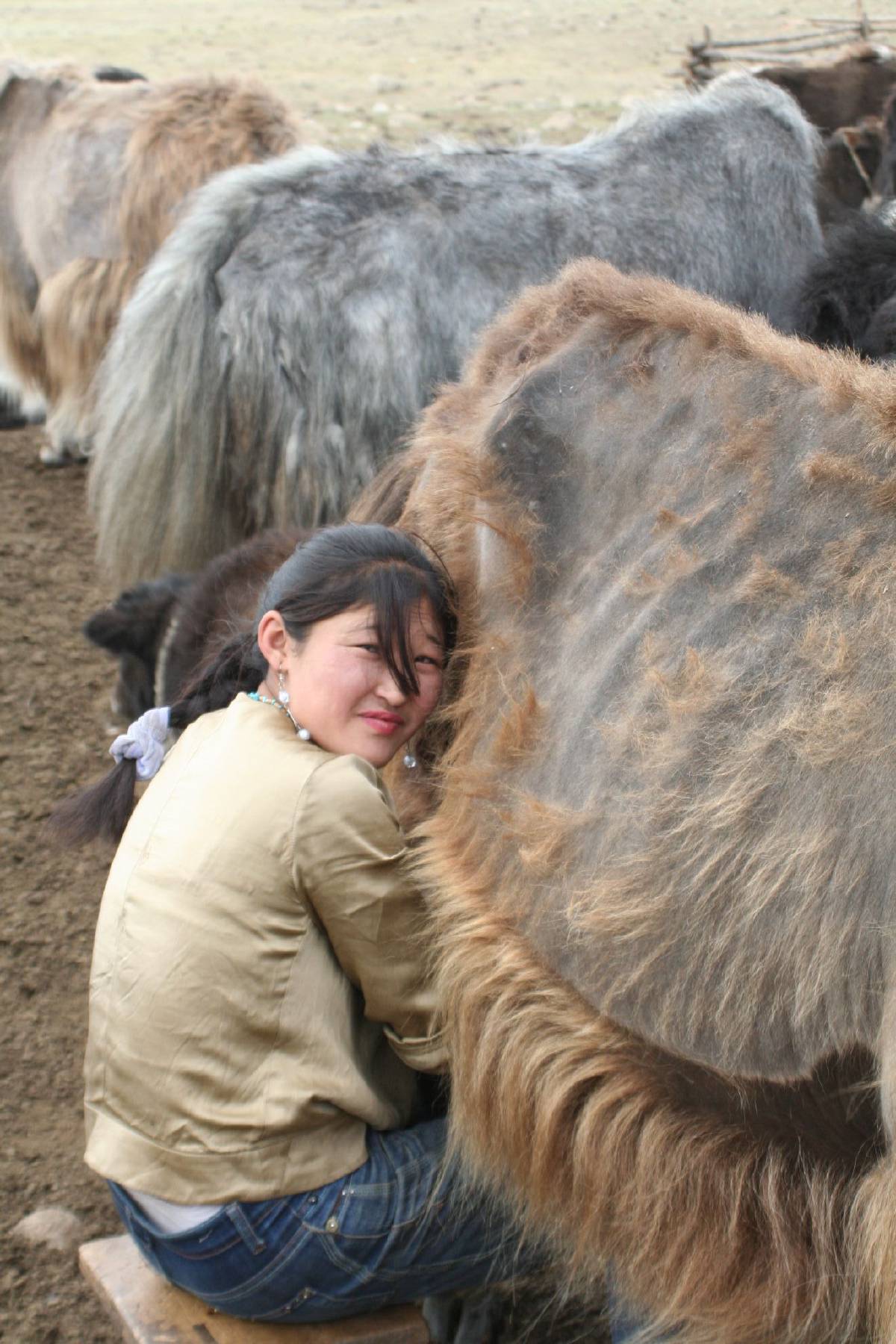 milking the yak milking the yak