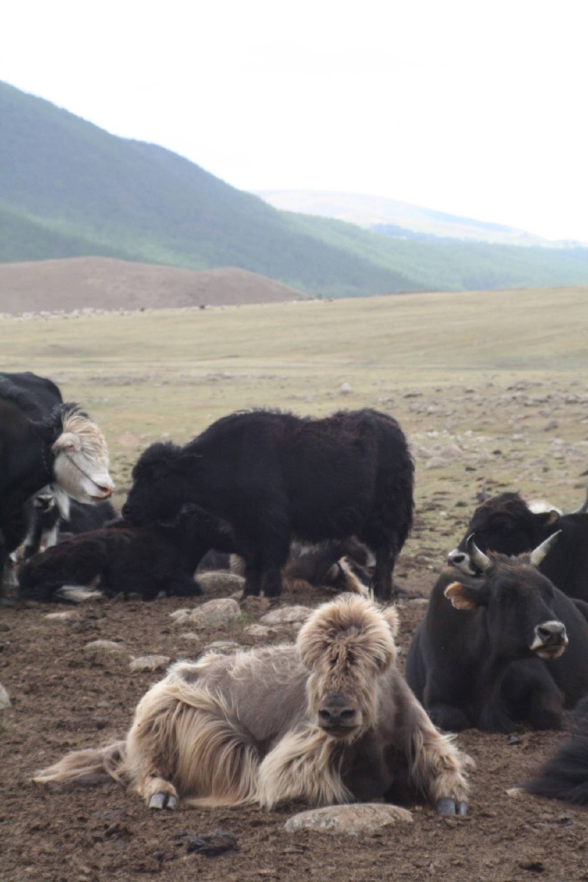 shaggy yak shaggy yak