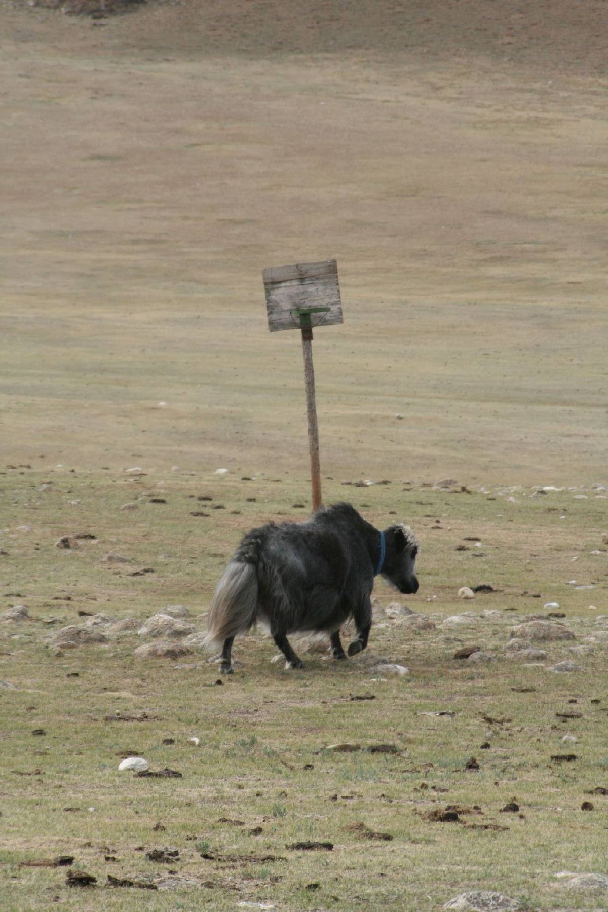 the yak rules the paint the yak rules the paint