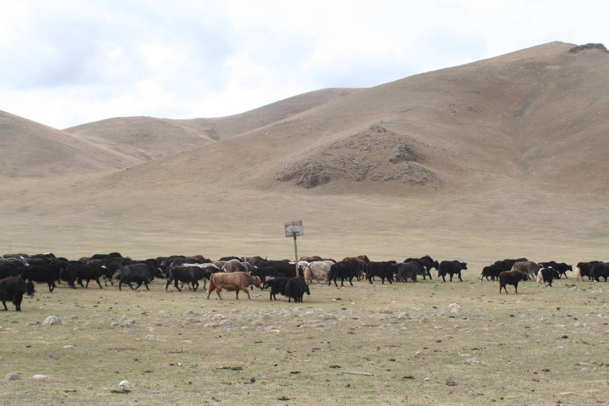 yak herd yak herd