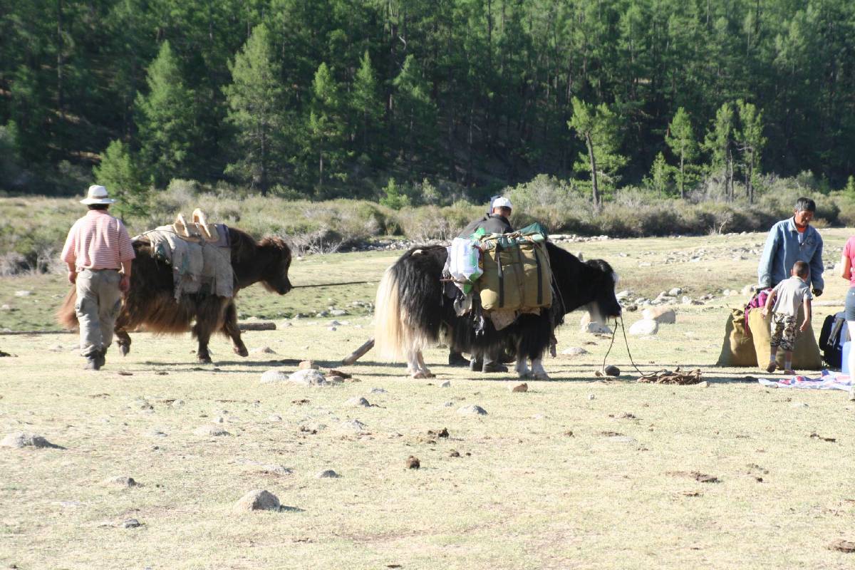 yaks are awesome yaks are awesome
