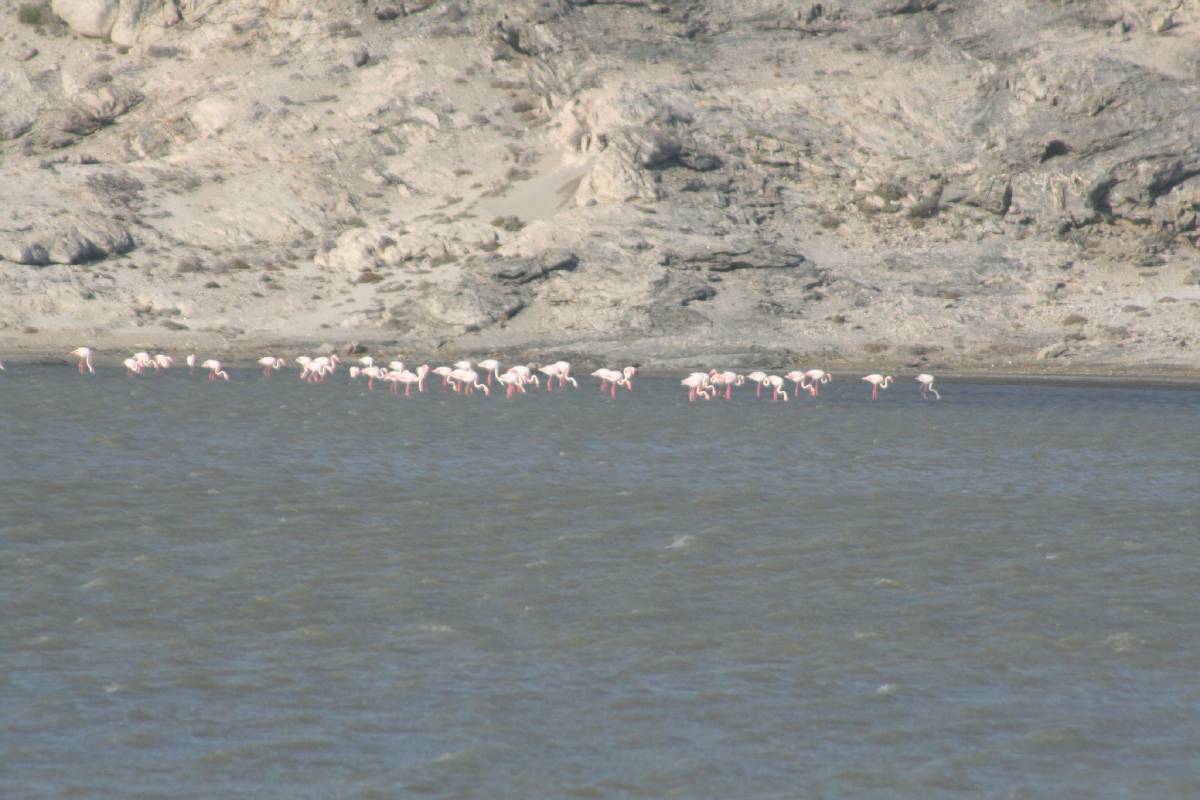 flamingos at diaz point flamingos at diaz point