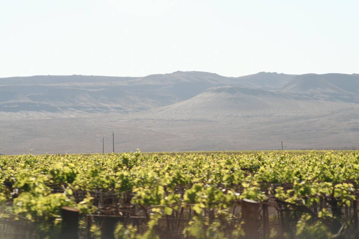 grape orchard grape orchard
