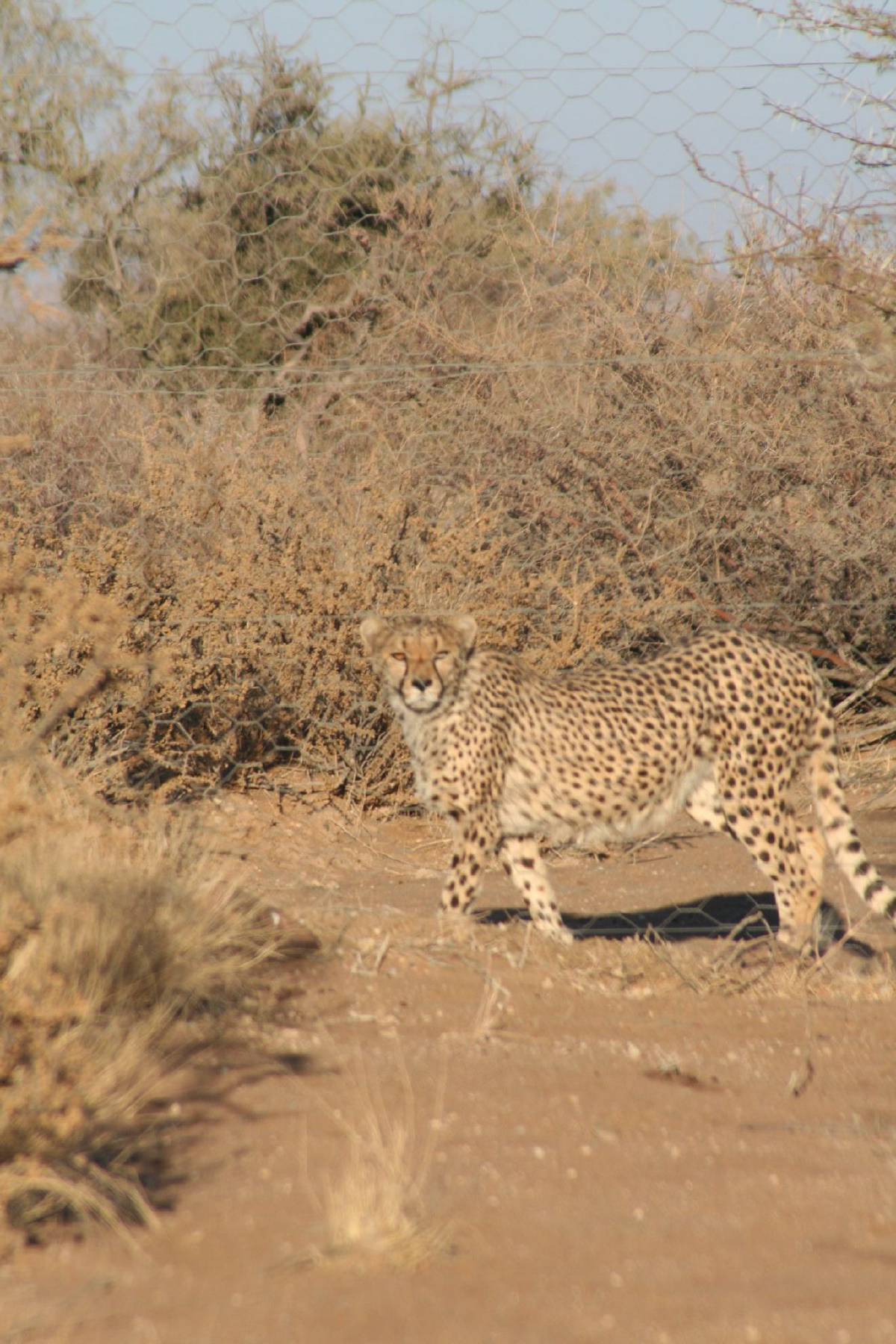 leopard leopard