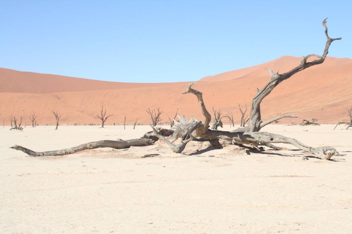 namib dunes namib dunes