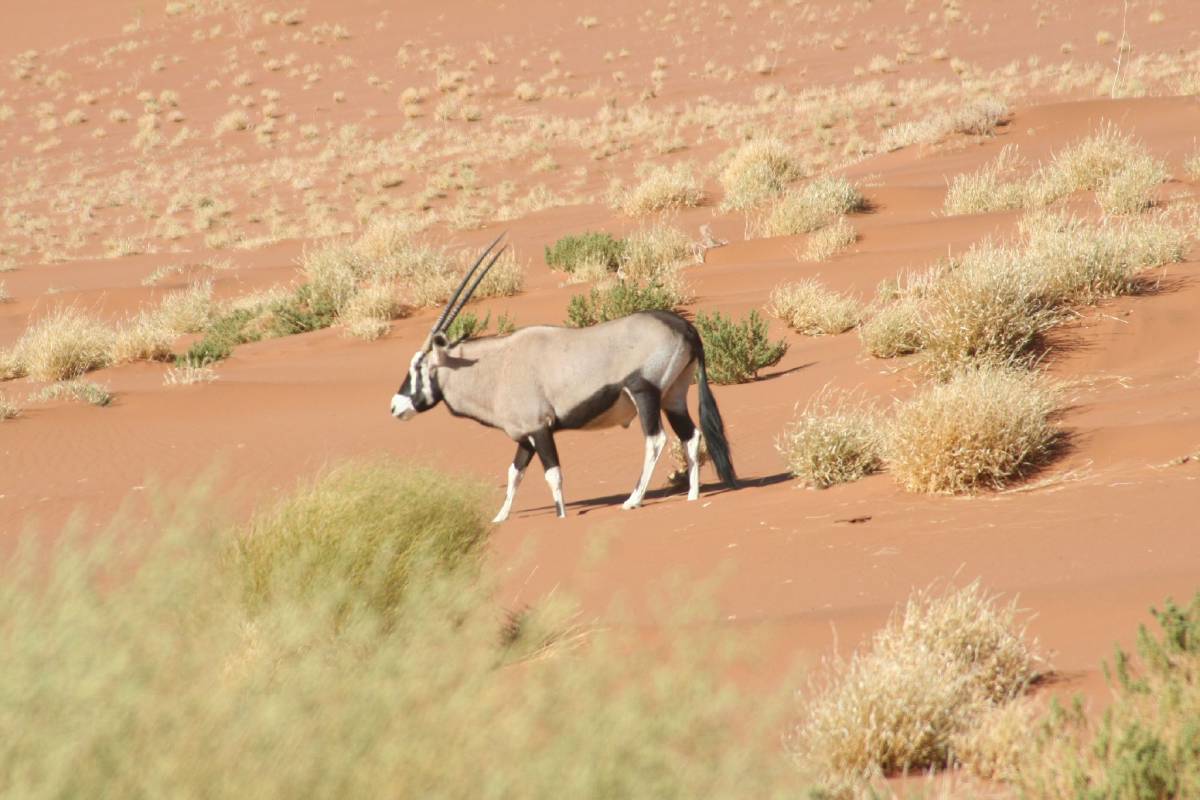 oryx oryx