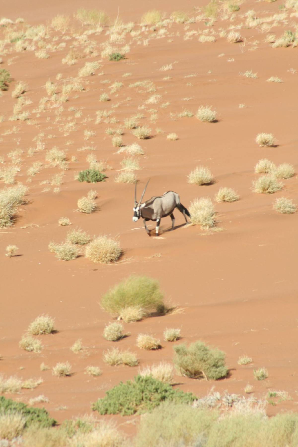 oryx oryx